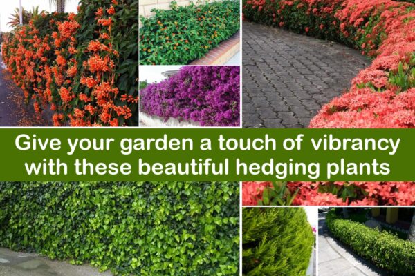Give your Garden a Touch of Vibrancy with these Beautiful Hedging Plants